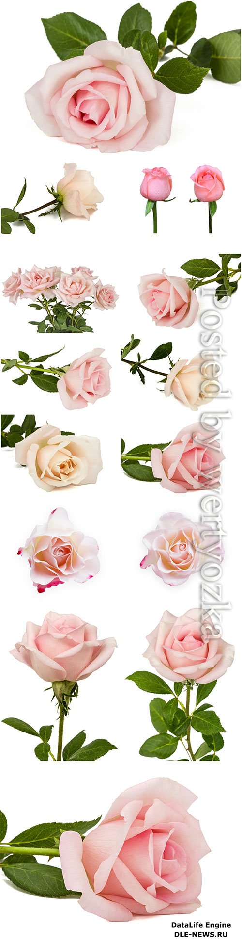 Luxury roses on white background stock photo