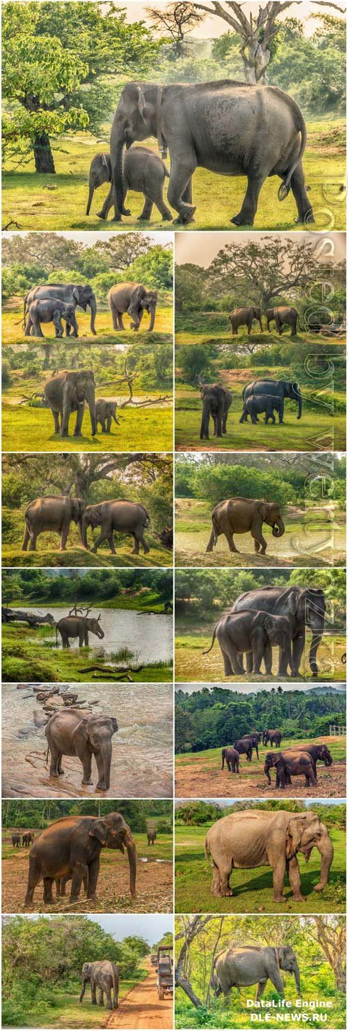 Elephants and little elephants in nature stock photo