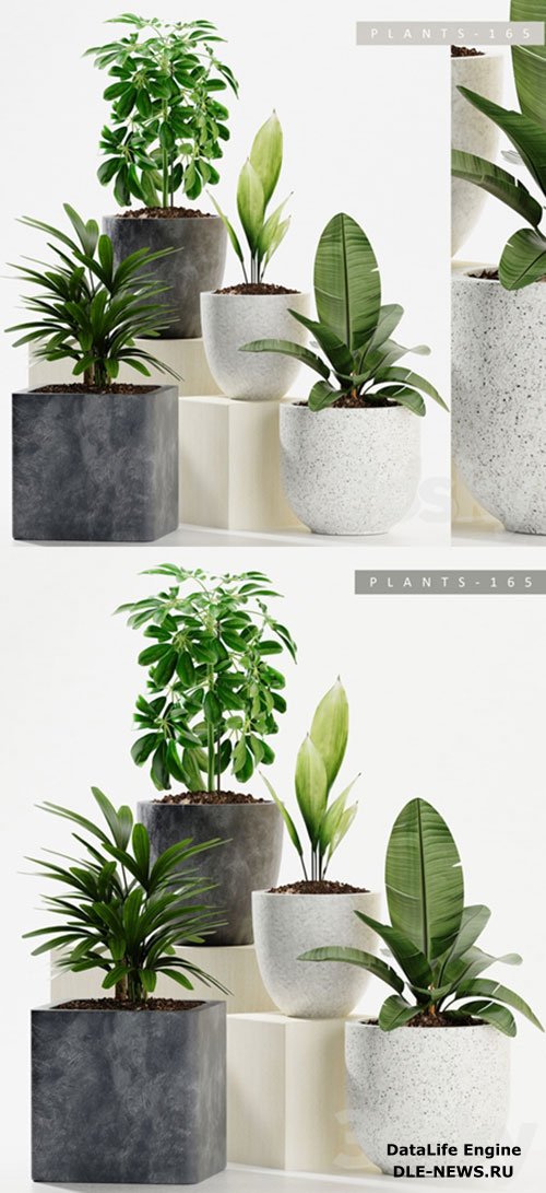 3D Models PLANTS 165