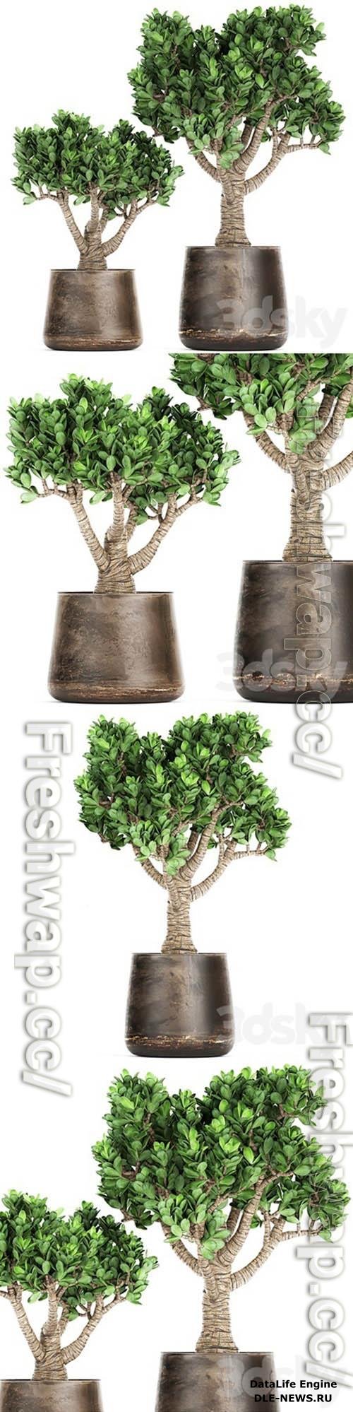 Plant Collection Crassula 930 3D Models