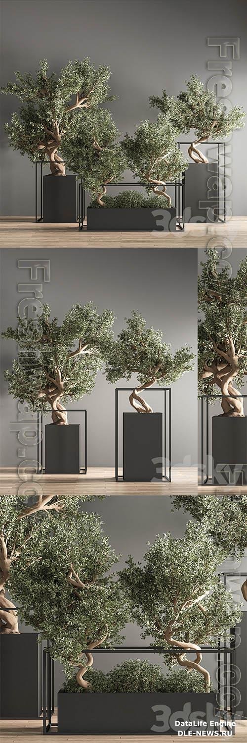 Indoor Plant Bonsai Set 24 3D Models