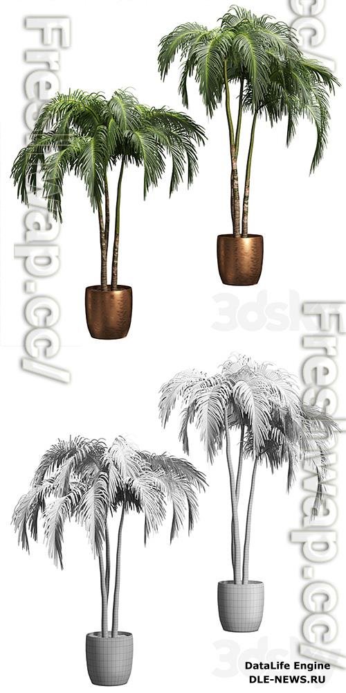 Palms in Tubs 6 Models 3D Models