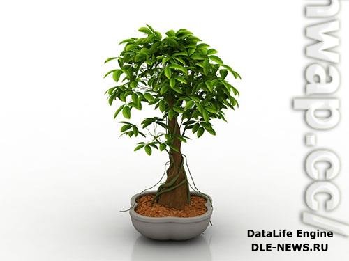Plant house bonsai 3D Models